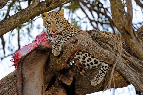 Leopard