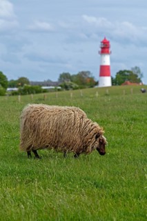 Norwegian sheep on the dike