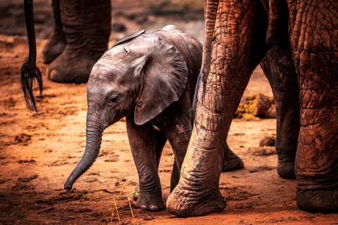 African elephant