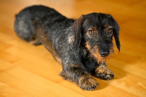 Rough-haired dachshund