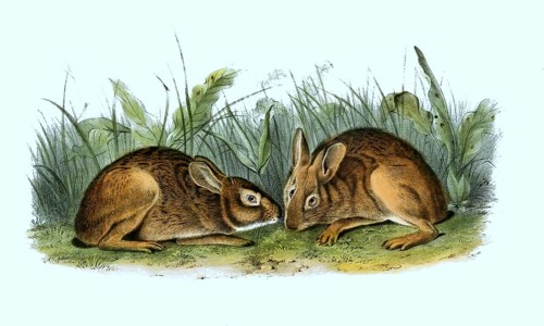 Marsh rabbit