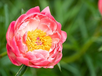 Bush peony
