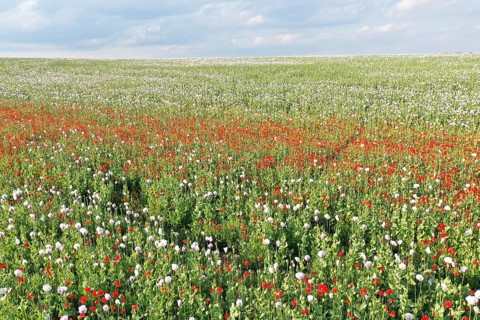 Field with Waldviertel grey poppy