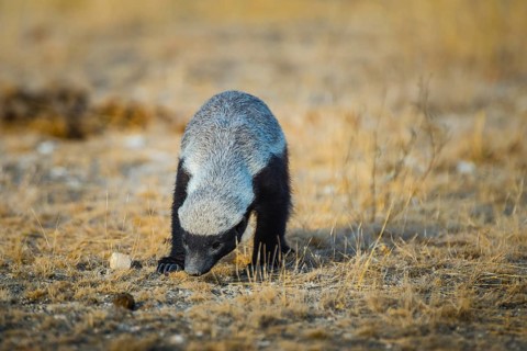 Honey badger