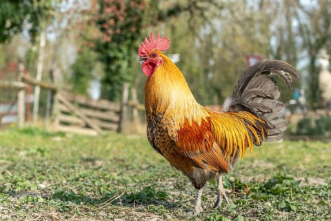 Rooster in a farmyard. Educational Farm