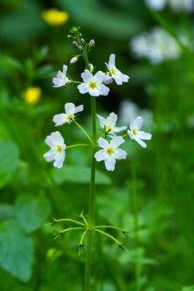 Europaeische Wasserfeder