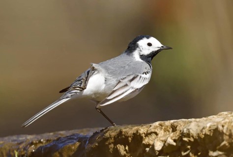 Pied Wagtail