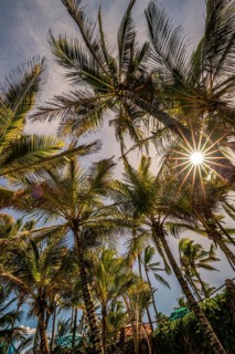 A view between palm trees into the sky and a sun star at the Indian Ocean
