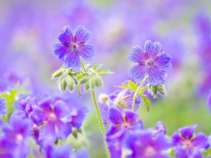Large cranesbill