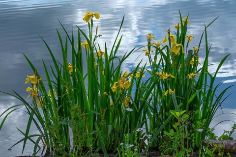 Flowering yellow flag