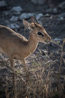 Kirk dikdik or kirk's dik-dik