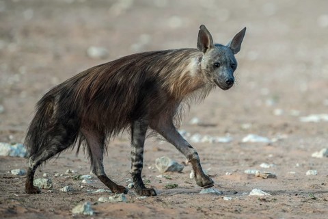 Brown hyena