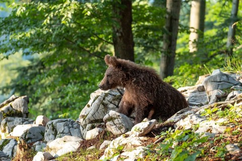European Brown bear