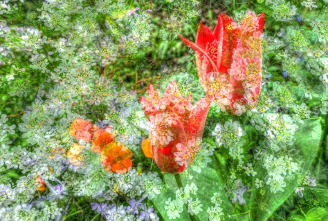Flowers creative