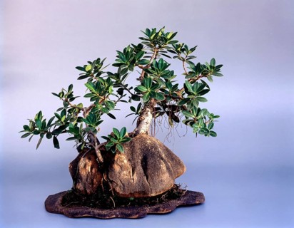 BONSAI FICUS NITIDA