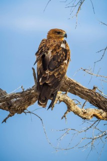 A tawny eagle