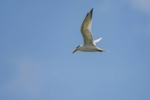 Caspian tern