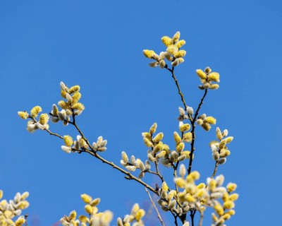 Goat willow