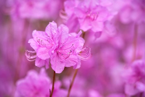 Rhododendron Mucronulatum Korean Rhododendron flower close up. Seoul