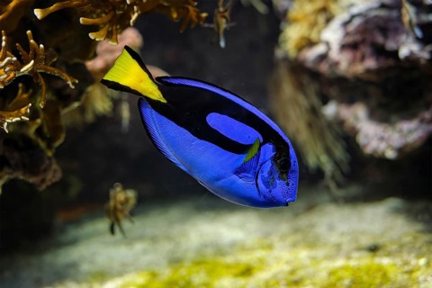 blue surgeonfish