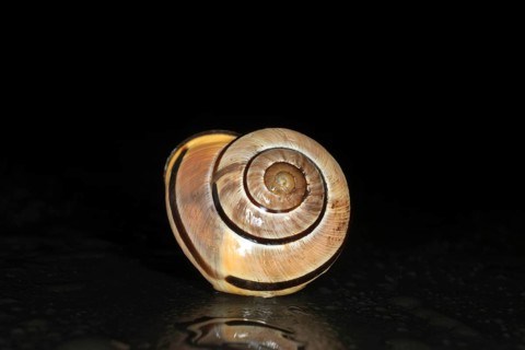 Gehaeuse einer Hain-Baenderschnecke