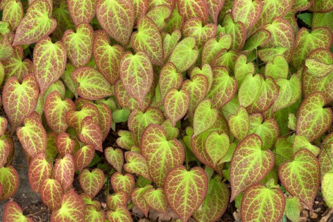 Leaves of the barrenwort