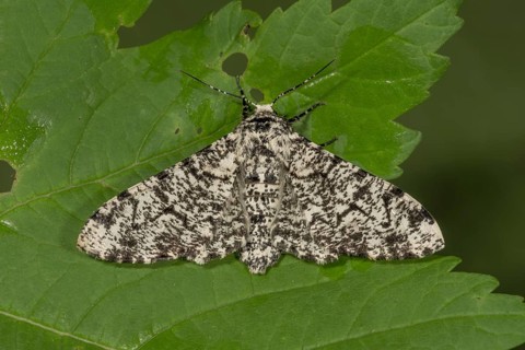 Peppered moth
