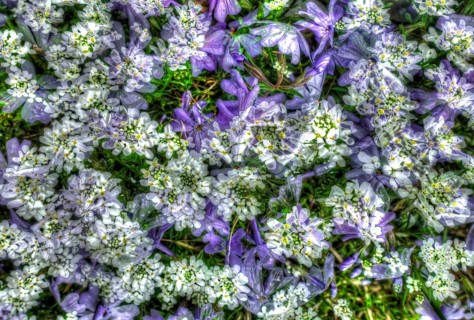 Flowers creative