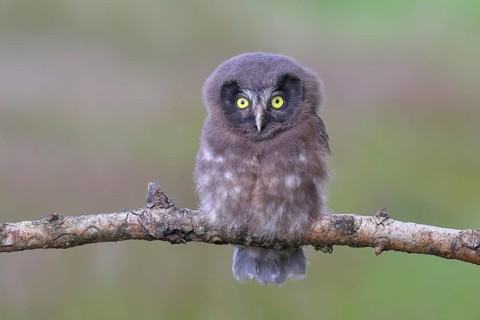 Tengmalm's Owl