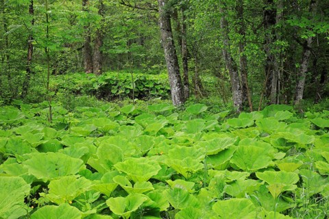 Leaves of the common butterbur