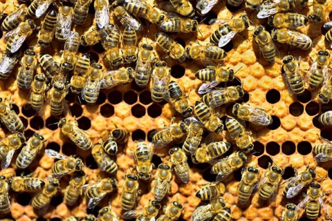 Workers of the honey bee