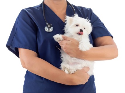 Female veterinarian with stethoscope holding young maltese puppy isolated on white