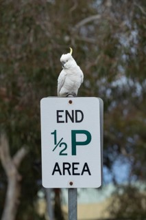 Sulphur-crested cockatoo