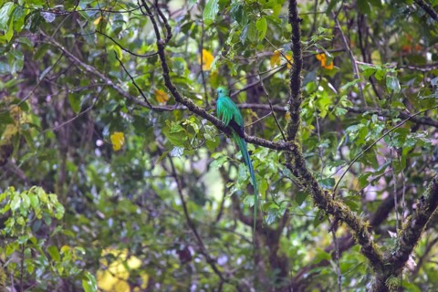 Male resplendent quetzal
