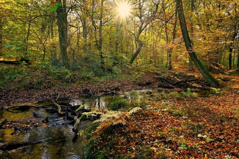 Red brook in autumnal Hiesfeld Forest with sun star