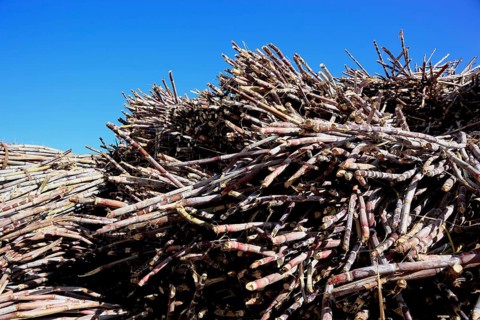 Cut sugar cane