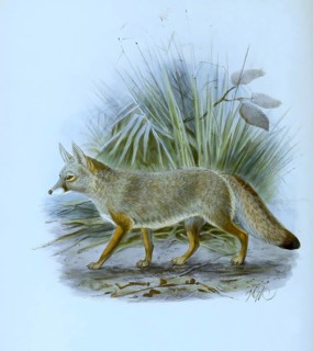 Bengal fox