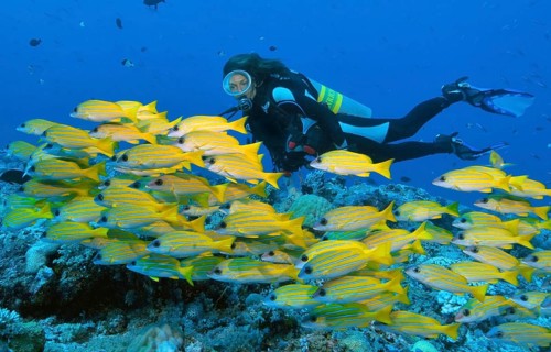 Diver swimming next to school of bluestripe snapper