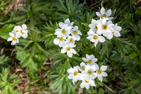 Narcissus-flowered anemone