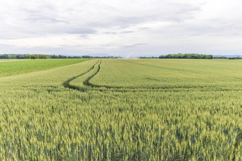 Wheat field in spring in plain. Alsace