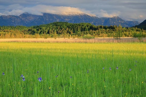 Siberian iris