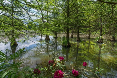 Bald cypress