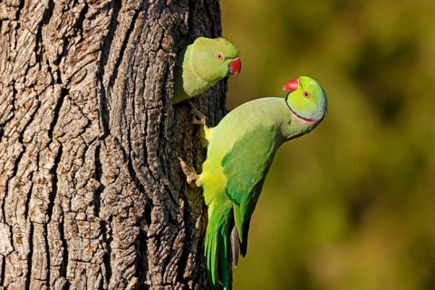 Two collared parakeets