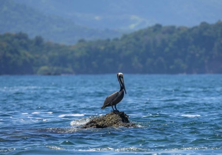Brown pelican