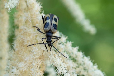 Gelber Vierfleckbock