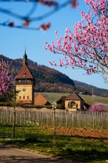 Bluehende Mandelbaeume am Geilweilerhof