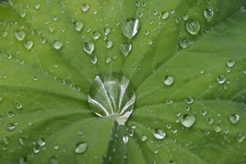 Water droplets on garden lady's mantle