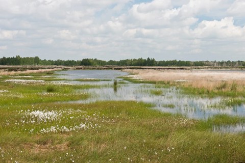 Narrow-leaved cotton grass