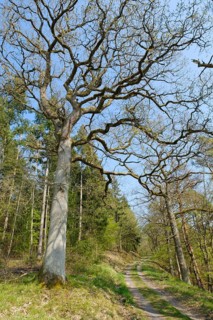Forest trail