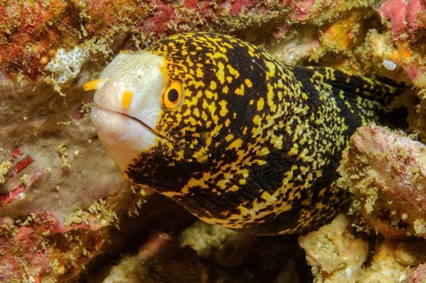 Close-up of head of snowflake moray